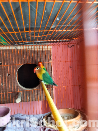 লাভ বার্ড